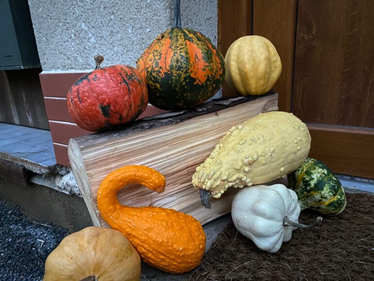 Originální dýňová krasavice ozdobí váš dům či byt nejen na Halloweena